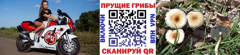 Псилоцибиновые грибы Cubensis  blacksprut зеркало  Красный Холм 